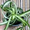 4p! Chlorophytum / Bonnie Curly Spider Plant /Tropical -Garden Plant Store 4p chlorophytum bonnie curly spider plant tropical