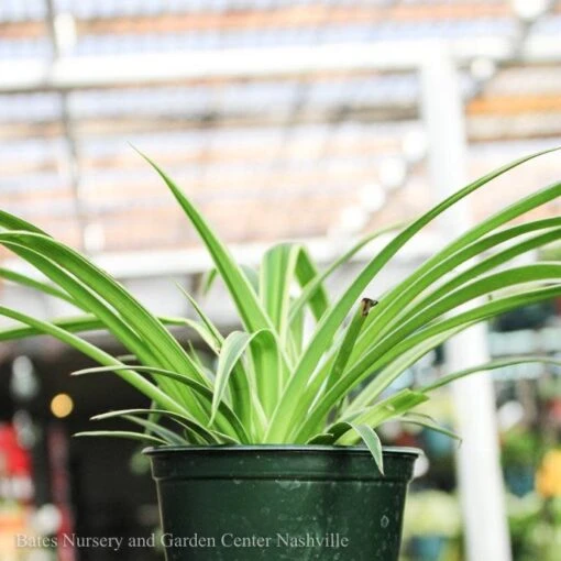 4p! Chlorophytum / Spider Plant /Tropical - Image 2