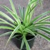4p! Chlorophytum / Spider Plant /Tropical -Garden Plant Store 4p chlorophytum spider plant tropical