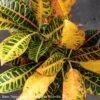 4p! Croton Assortment /Tropical -Garden Plant Store 4p croton assortment tropical