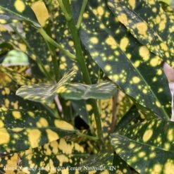 4p! Croton Assortment /Tropical -Garden Plant Store 4p croton assortment tropical 2