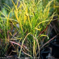 4p! Croton Assortment /Tropical -Garden Plant Store 4p croton assortment tropical 3