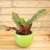 4p! Croton Petra /Tropical -Garden Plant Store 4p croton petra tropical