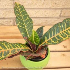 4p! Croton Petra /Tropical -Garden Plant Store 4p croton petra tropical 2