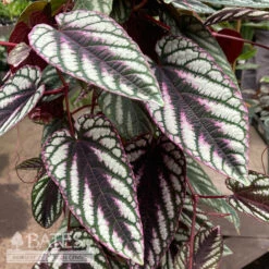 Garden Plant Store -Garden Plant Store 4p ivy cissus discolor rex begonia vine tapestry v 1