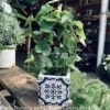 4p! Ivy Hoop Ring In Pot Topiary /Tropical -Garden Plant Store 4p ivy hoop ring in pot topiary tropical