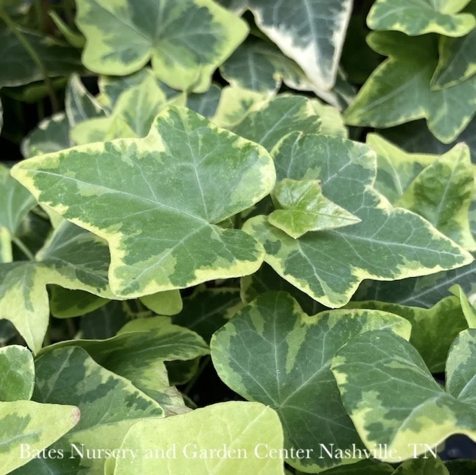 4p! Ivy Variegated - Gold /Tropical 3 4p! Ivy Variegated - Gold /Tropical