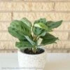4p! Maranta / Prayer Plant /Tropical -Garden Plant Store 4p maranta prayer plant tropical