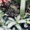 4p! Murdannia Loriformis Bright Star /Tropical -Garden Plant Store 4p murdannia loriformis bright star tropical