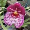 4p! Orchid Miltonia /Pansy Orchid /Tropical
