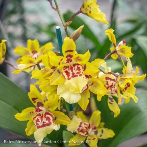 4p! Orchid Oncidium Assorted Colors /Tropical - Image 2
