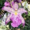 4p! Orchid Oncidium Assorted Colors /Tropical -Garden Plant Store 4p orchid oncidium assorted colors tropical