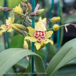 4p! Orchid Oncidium Assorted Colors /Tropical -Garden Plant Store 4p orchid oncidium assorted colors tropical 2