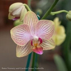 4p! Orchid Phalaenopsis Single SpikeAsst Colors/Tropical Assorted Colors -Garden Plant Store 4p orchid phalaenopsis single spike asst colors tr 2