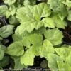 4P Pachysandra Procumbens/ Allegheny Spurge Native (TN) -Garden Plant Store 4p pachysandra procumbens allegheny spurge native