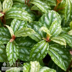 4p! Pilea Watermelon /Tropical