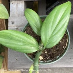 4p! Rhaphidophora Decursiva /Dragon Tail /Tropical