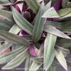 4p! Rhoeo Tricolor /Moses-in-the-Cradle /Tropical -Garden Plant Store 4p rhoeo tricolor moses in the cradle tropical