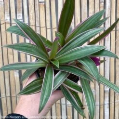 4p! Rhoeo Tricolor /Moses-in-the-Cradle /Tropical -Garden Plant Store 4p rhoeo tricolor moses in the cradle tropical 2