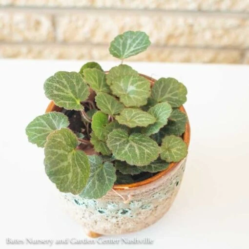 4p! Saxifraga Stolonifera/ Strawberry Begonia /Tropical - Image 2