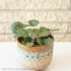 4p! Saxifraga Stolonifera/ Strawberry Begonia /Tropical -Garden Plant Store 4p saxifraga stolonifera strawberry begonia tropic