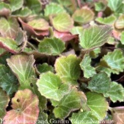 4p! Saxifraga Stolonifera/ Strawberry Begonia /Tropical -Garden Plant Store 4p saxifraga stolonifera strawberry begonia tropic 2