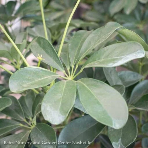 4p! Schefflera Arboricola Bush /Tropical - Image 2