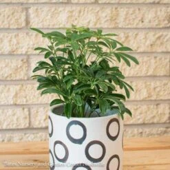 4p! Schefflera Arboricola Bush /Tropical -Garden Plant Store 4p schefflera arboricola bush tropical 2