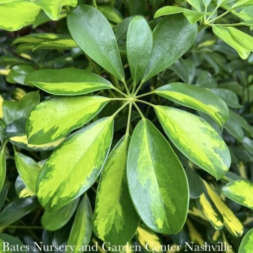 4p! Schefflera Arboricola Variegated Bush /Tropical - Image 2