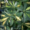 4p! Schefflera Arboricola Variegated Bush /Tropical -Garden Plant Store 4p schefflera arboricola variegated bush tropical