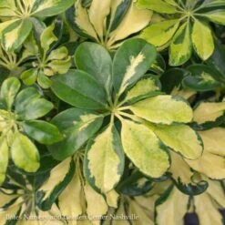 4p! Schefflera Arboricola Variegated Bush /Tropical -Garden Plant Store 4p schefflera arboricola variegated bush tropical 2