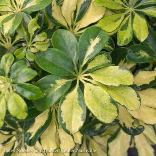 4p! Schefflera Arboricola Variegated Bush /Tropical - Image 3