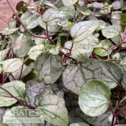 4p! Senecio Bryonifolius /Flowering Ivy /Tropical