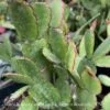 4p! Spring Cactus / Easter Cactus /Tropical -Garden Plant Store 4p spring cactus easter cactus tropical