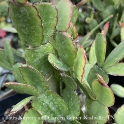 4p! Spring Cactus / Easter Cactus /Tropical