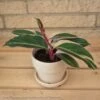 4p! Stromanthe Triostar Peacock Plant /Tropical -Garden Plant Store 4p stromanthe triostar peacock plant tropical