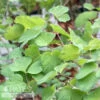 4p Thalictrum Dioicum NGN/ Early Meadow Rue Native (TN) -Garden Plant Store 4p thalictrum dioicum ngn early meadow rue native