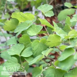 4p Thalictrum Dioicum NGN/ Early Meadow Rue Native (TN)