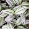 4p! Tradescantia Albiflora Nanouk Pink/ Tropical -Garden Plant Store 4p tradescantia albiflora nanouk pink tropical