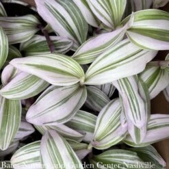 4p! Tradescantia Albiflora Nanouk Pink/ Tropical