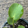 4P Zizia Aptera NGN/ Heart-leaved Meadow Parsnip Native (TN) -Garden Plant Store 4p zizia aptera ngn heart leaved meadow parsnip na
