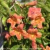 #5 Bignonia Capreo Tangerine Beauty/ Crossvine Native (TN) -Garden Plant Store 5 bignonia capreo tangerine beauty crossvine nativ