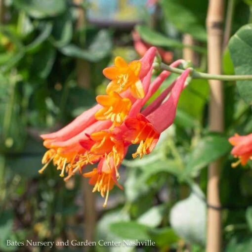 #5 Lonicera Semp Major Wheeler/ Red Coral Honeysuckle Native (TN) - Image 2