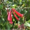 #5 Lonicera Semp Major Wheeler/ Red Coral Honeysuckle Native (TN) -Garden Plant Store 5 lonicera semp major wheeler red coral honeysuckl