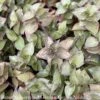 5p! Callisia Repens Wandering Dude / Bolivian Jew Plant In Clay Pot/Tropical -Garden Plant Store 5p callisia repens wandering dude bolivian jew pla
