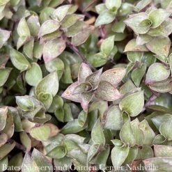 5p! Callisia Repens Wandering Dude / Bolivian Jew Plant In Clay Pot/Tropical