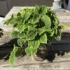 5p! Pilea Moon Valley In Clay Pot /Tropical -Garden Plant Store 5p pilea moon valley in clay pot tropical
