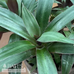 5p! Rhoeo Purple /Moses-in-the-Cradle In Grey Clay Pot /Tropical