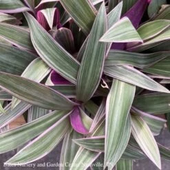 5p! Rhoeo Tricolor /Moses-in-the-Cradle In Clay Pot /Tropical