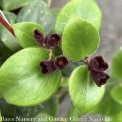 6hb! Aeschynanthus / Lipstick Vine /Tropical